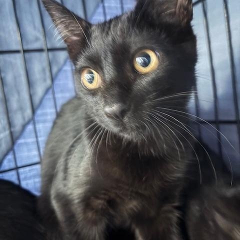 Enlarge Sammie, a Adoptable Domestic Short Hair in Grass Valley, CA image 1/1