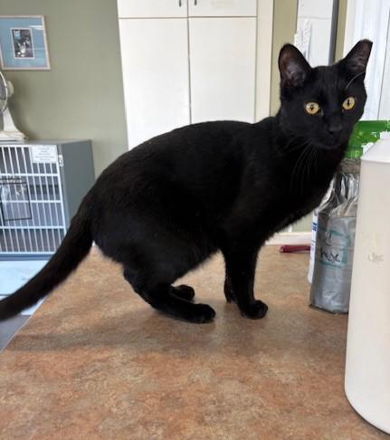 Sammy, Adoptable, Young Male Domestic Short Hair.