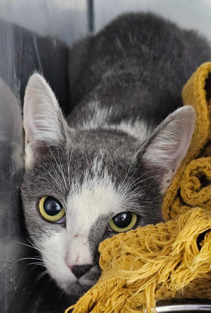 Stoat, Adoptable, Young Male Domestic Short Hair.