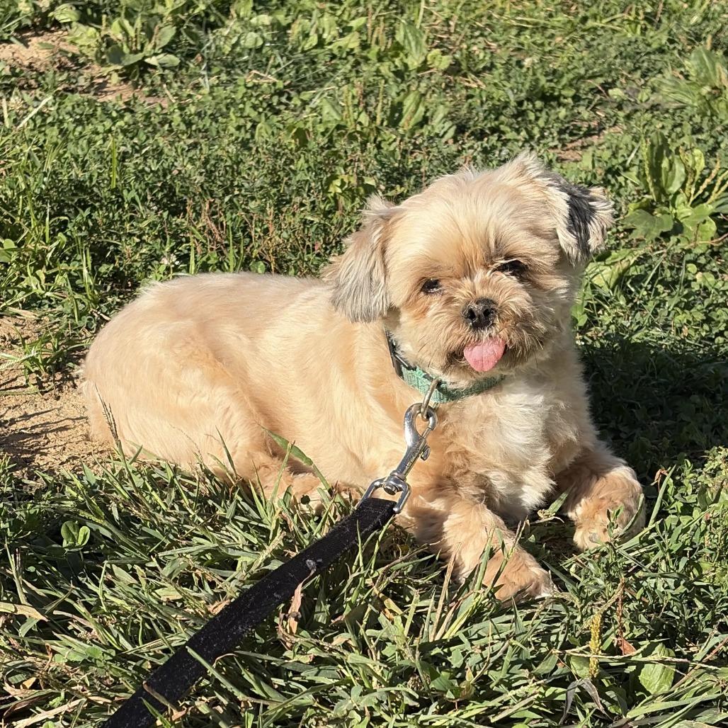 Wolfgang, Adoptable, Adult Male Shih Tzu.