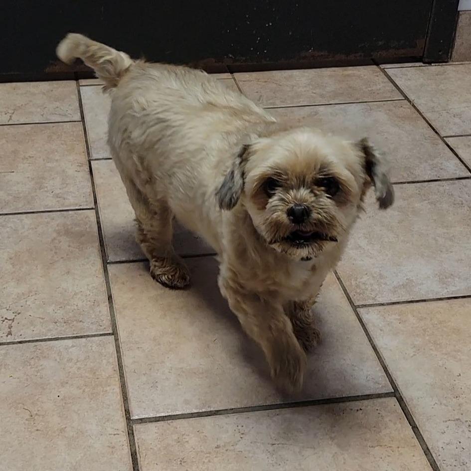Enlarge Wolfgang, a Adoptable Shih Tzu in Saint Charles, MO image 2/3