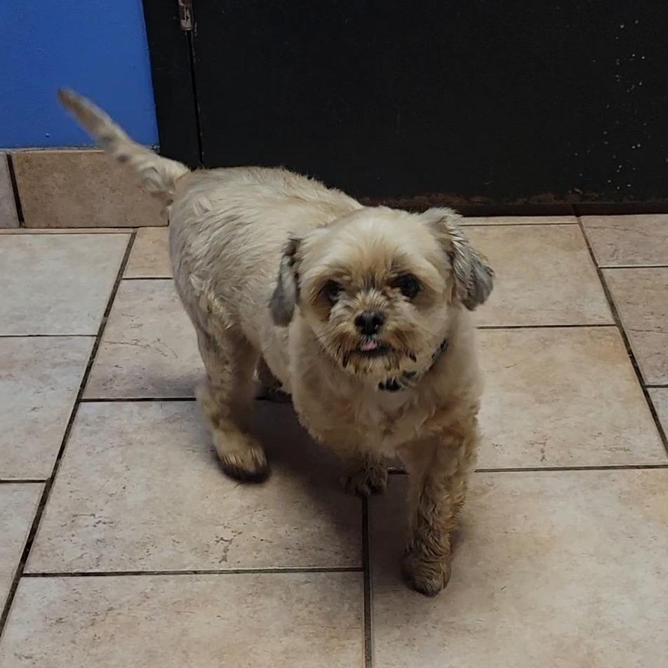 Enlarge Wolfgang, a Adoptable Shih Tzu in Saint Charles, MO image 3/3