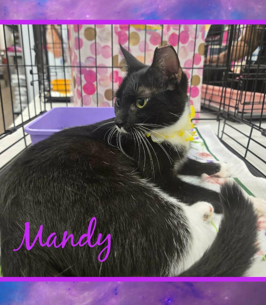 Mandy, Adoptable, Kitten Female Domestic Short Hair.
