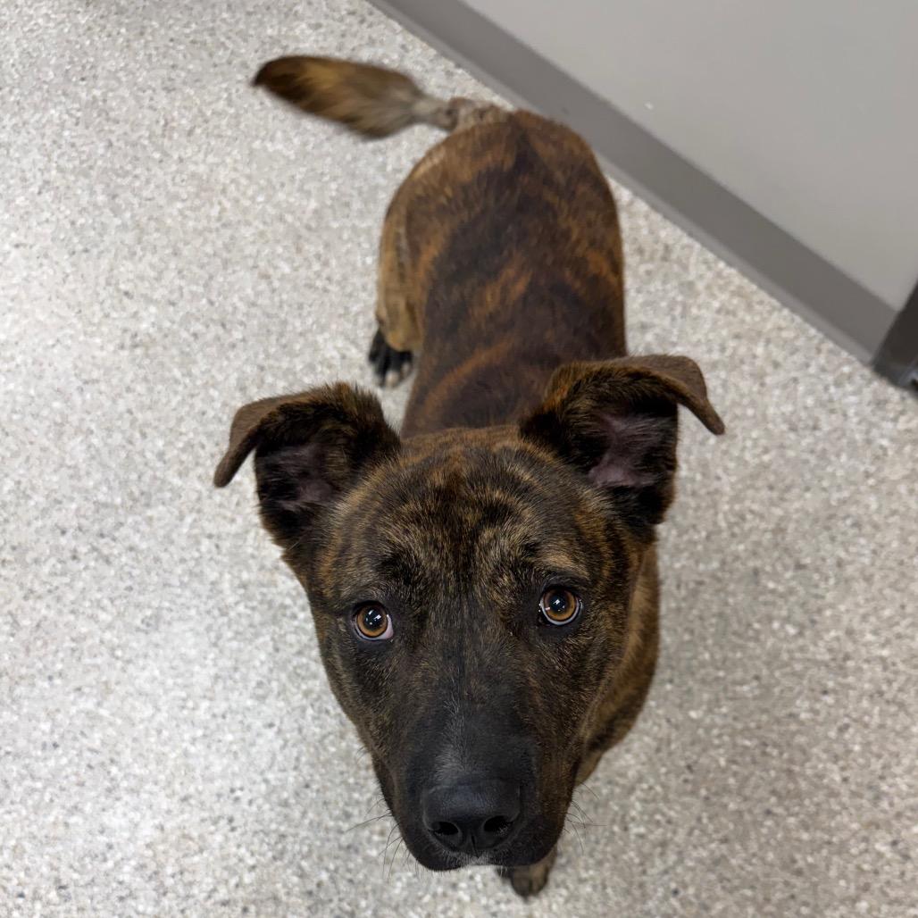 Barnes, a Adoptable Mixed Breed in Detroit Lakes, MN image 1/5