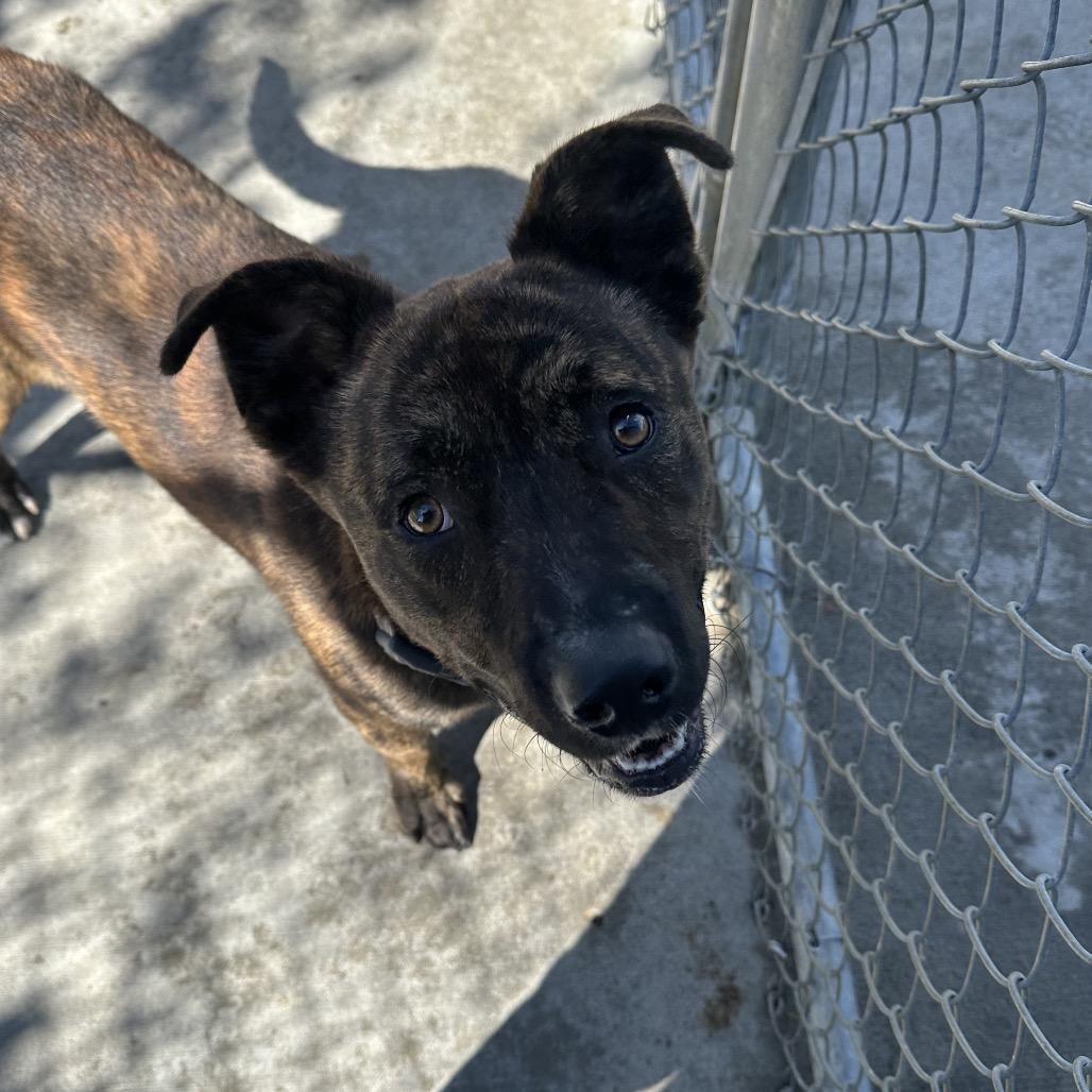 Barnes, a Adoptable Mixed Breed in Detroit Lakes, MN image 2/5