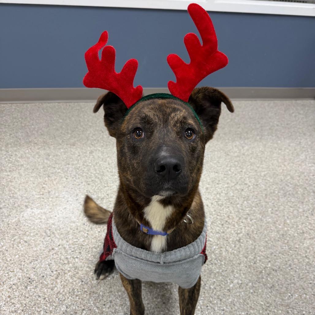 Barnes, a Adoptable Mixed Breed in Detroit Lakes, MN image 3/5