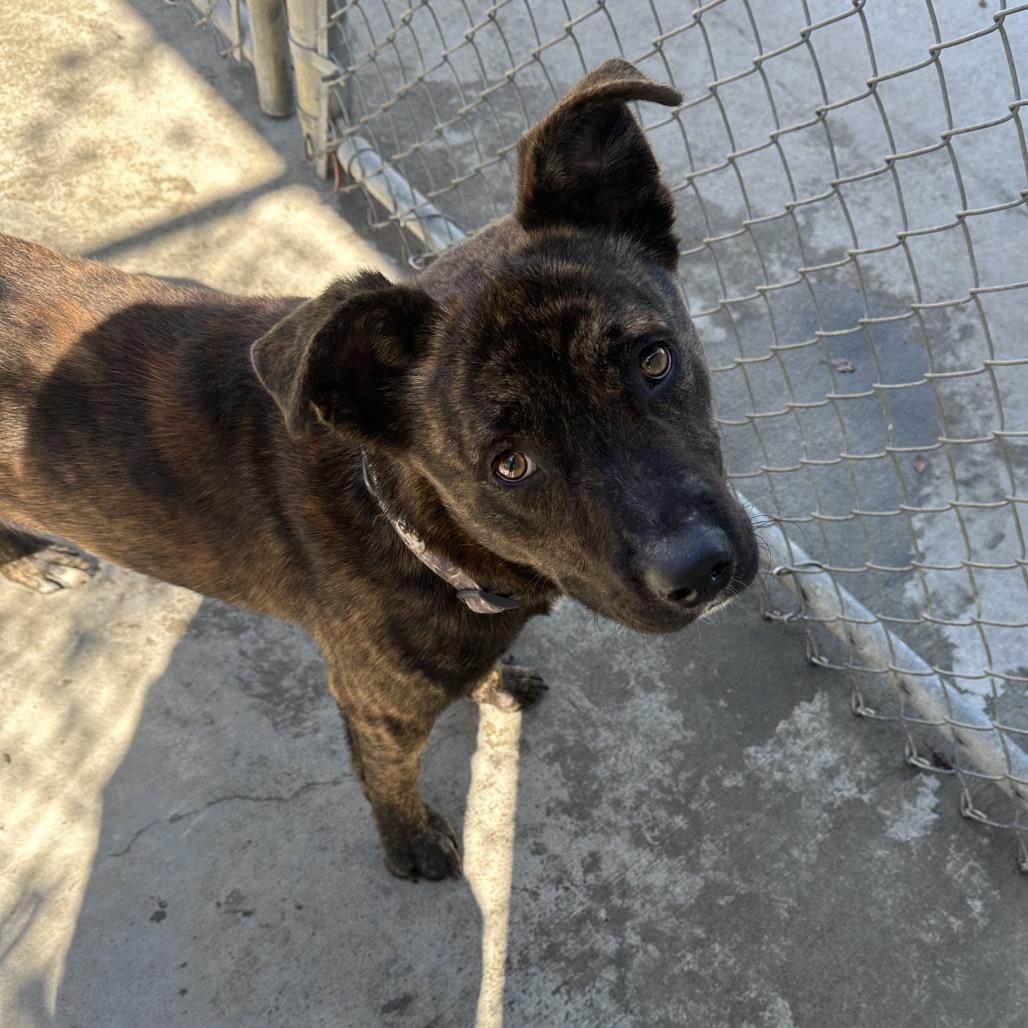 Barnes, a Adoptable Mixed Breed in Detroit Lakes, MN image 4/5