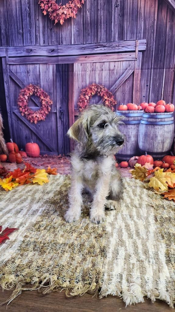 Maddy, Adopted, Young Female Schnauzer.