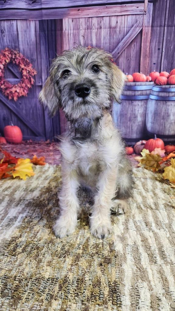 Enlarge Maddy, a Adopted mixed breed in Bristol, WI image 2/5