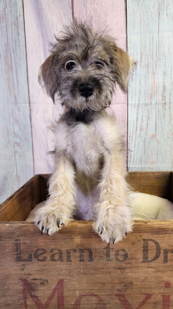 Enlarge Maddy, a Adopted mixed breed in Bristol, WI image 3/5