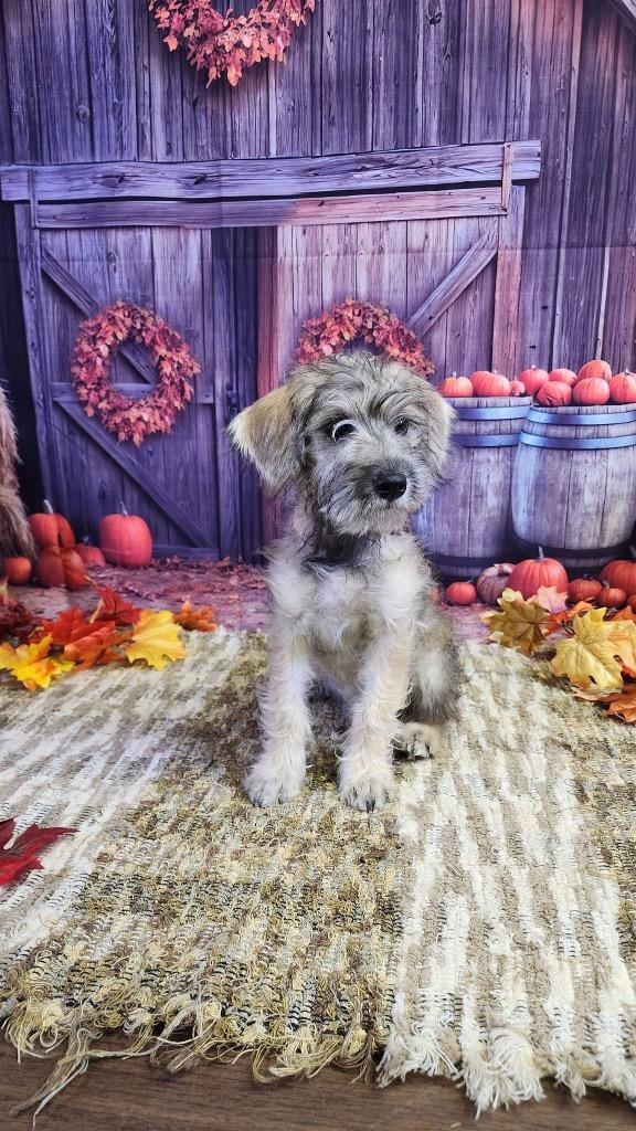 Enlarge Maddy, a Adopted mixed breed in Bristol, WI image 4/5