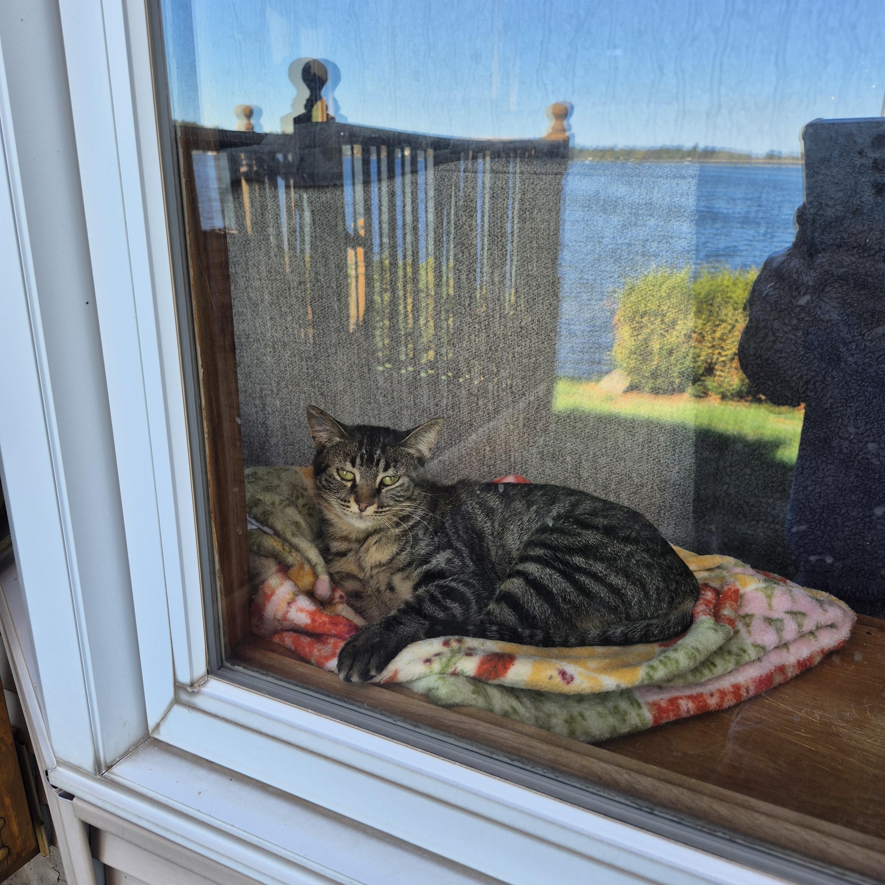 Enlarge Ivy, a Adoptable American Shorthair in Blaine, MN image 1/3