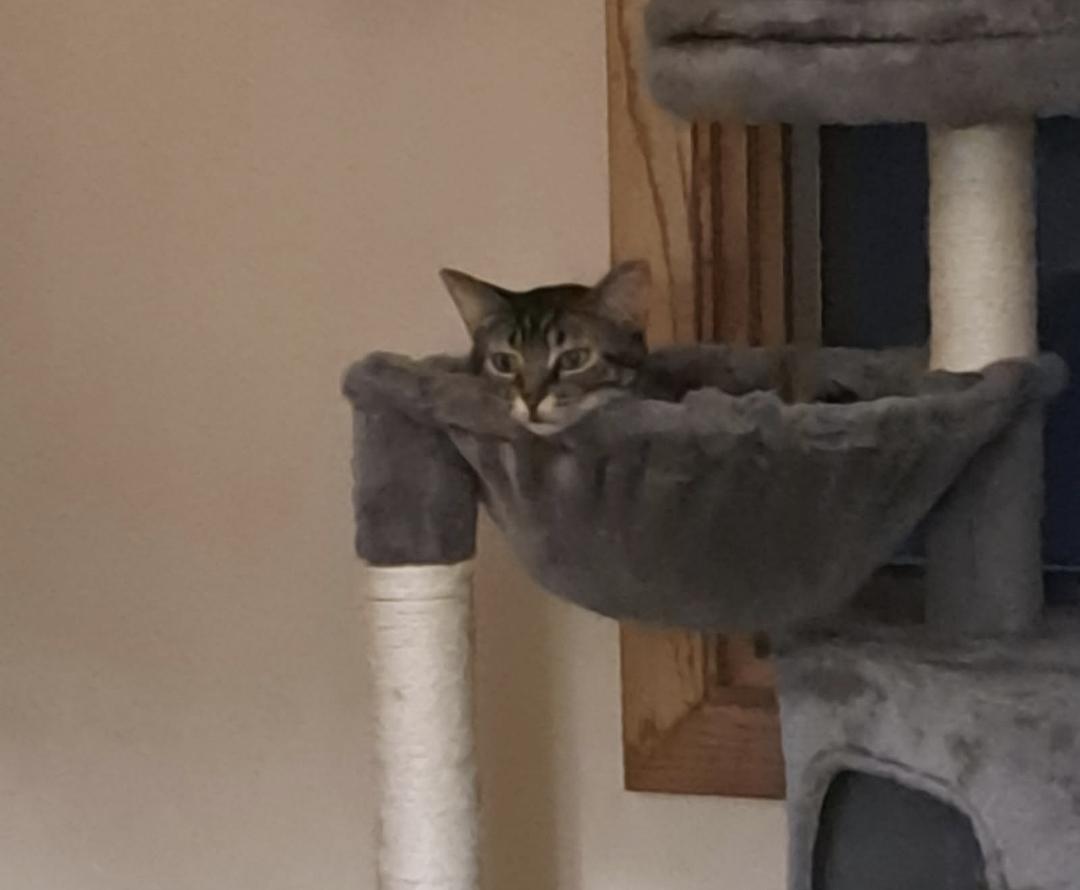 Ivy, Adoptable, Adult Female American Shorthair.