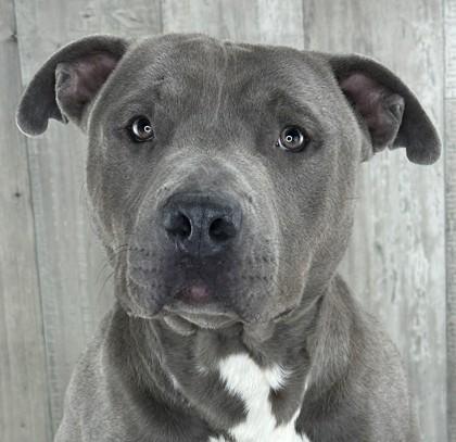 Enlarge Tonka, a Adoptable mixed breed in Shreveport, LA image 1/3