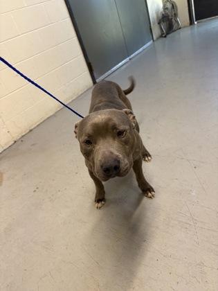 Enlarge Tonka, a Adoptable mixed breed in Shreveport, LA image 2/3