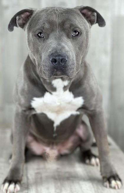 Enlarge Tonka, a Adoptable mixed breed in Shreveport, LA image 3/3