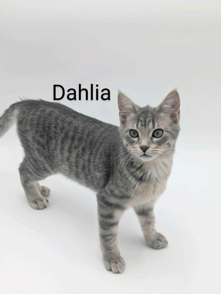 Dahlia, Adopted, Adult Female Domestic Short Hair.