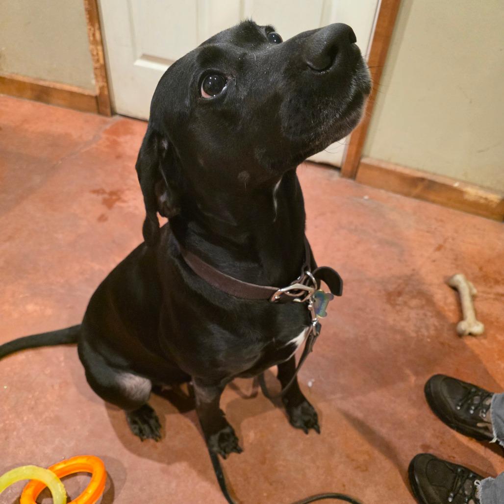Aurora (Ro Ro), Adoptable, Adult Female Black Labrador Retriever & Mixed Breed.