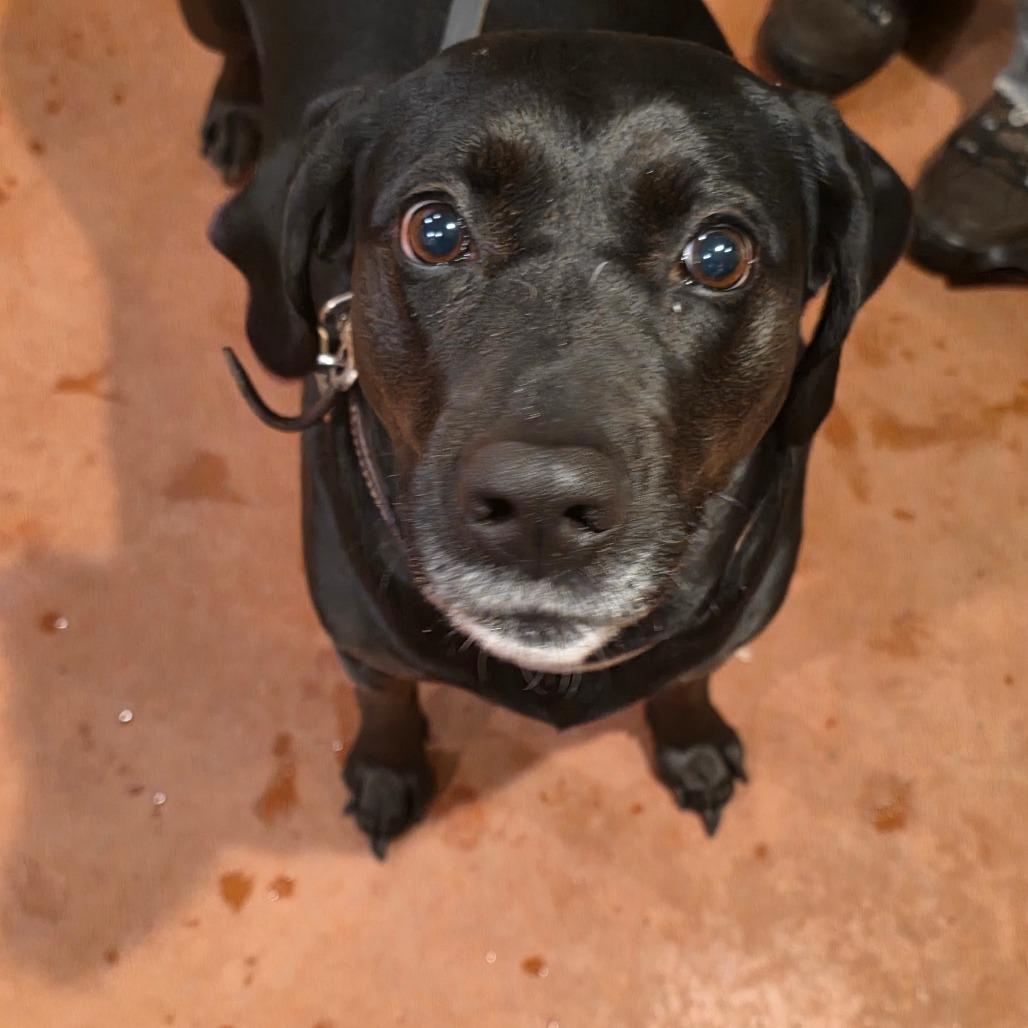 Aurora (Ro Ro), a Adoptable mixed breed in Glenfield, NY image 2/4