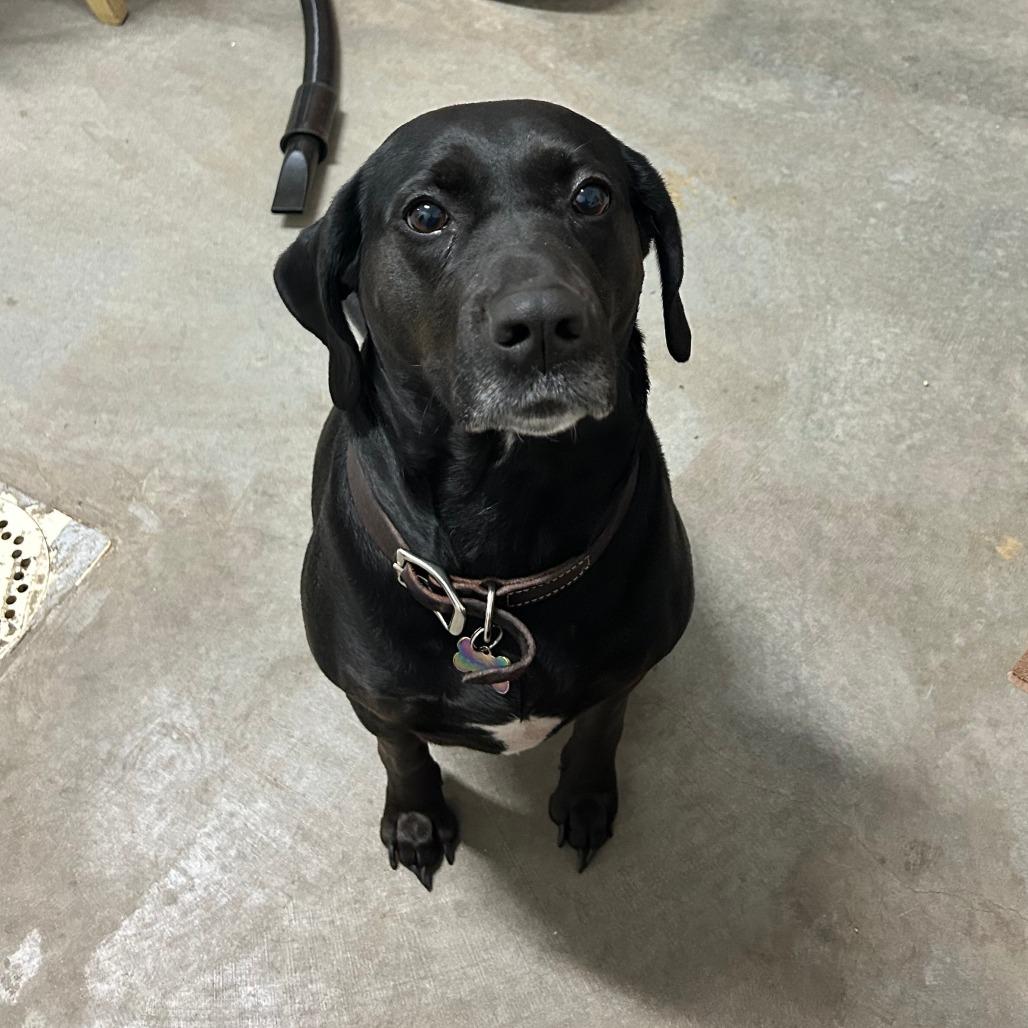 Aurora (Ro Ro), a Adoptable mixed breed in Glenfield, NY image 3/4