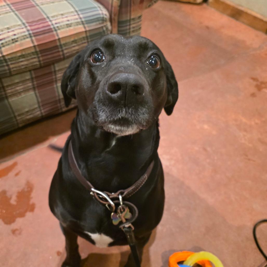 Aurora (Ro Ro), a Adoptable mixed breed in Glenfield, NY image 4/4