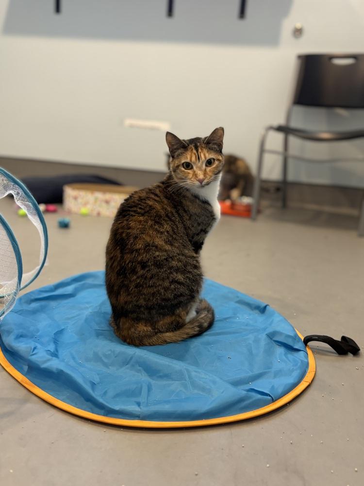 Enlarge Isla, a Adoptable mixed breed in Norristown, PA image 1/1