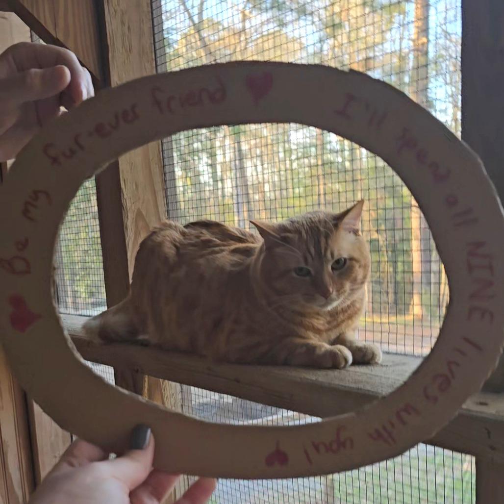 Foxx, a Adoptable Domestic Medium Hair in North Augusta, SC image 1/3