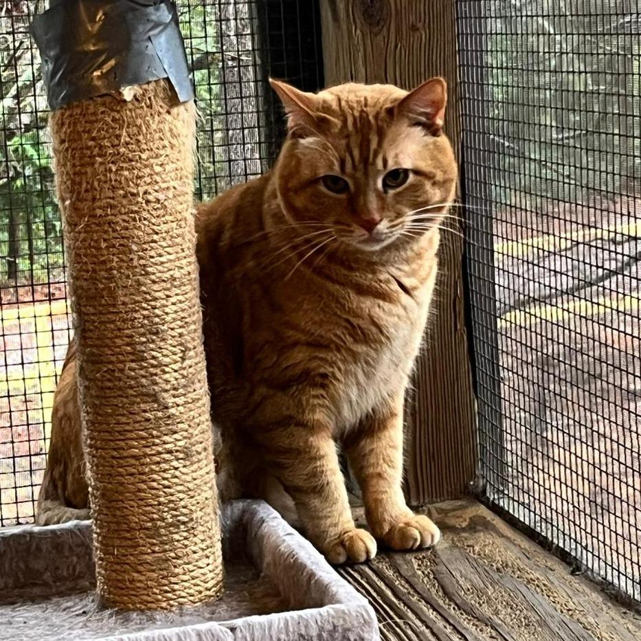 Foxx, a Adoptable Domestic Medium Hair in North Augusta, SC image 2/3