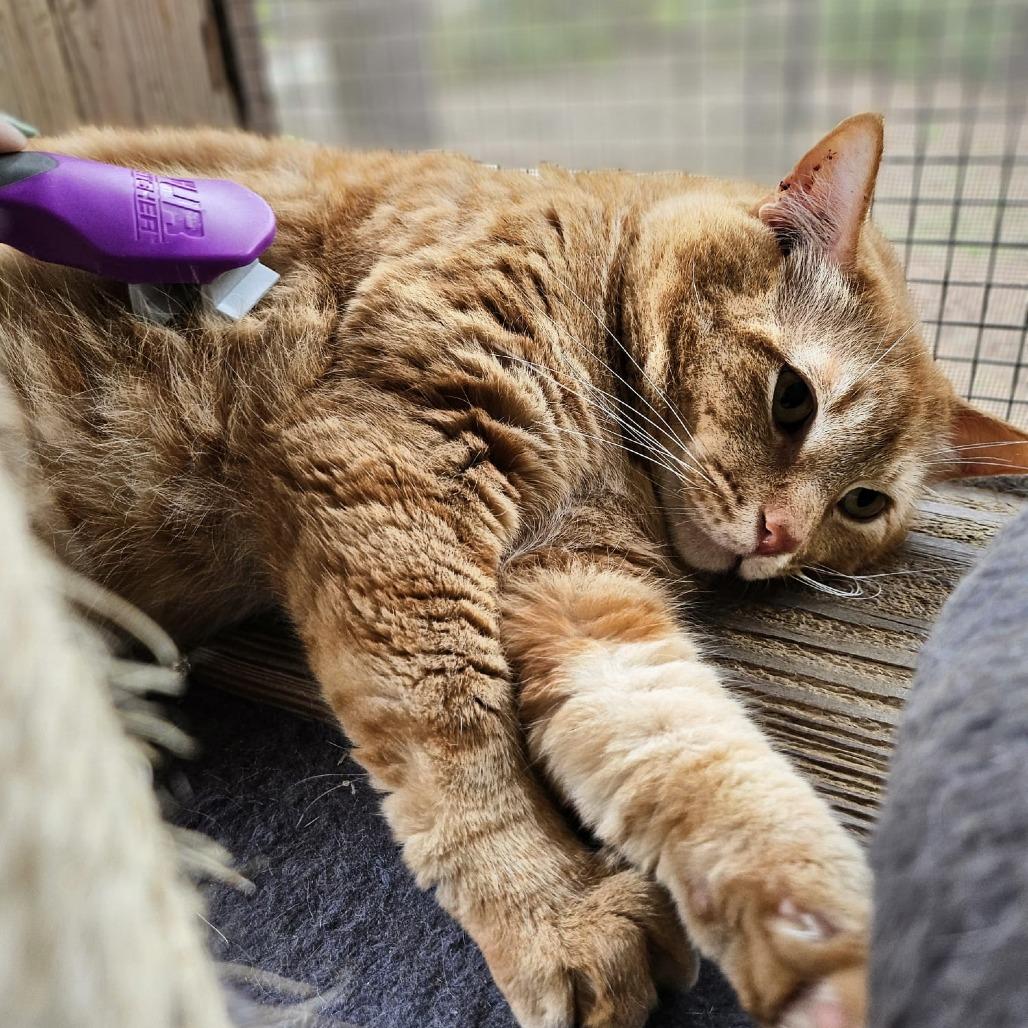 Foxx, a Adoptable Domestic Medium Hair in North Augusta, SC image 3/3
