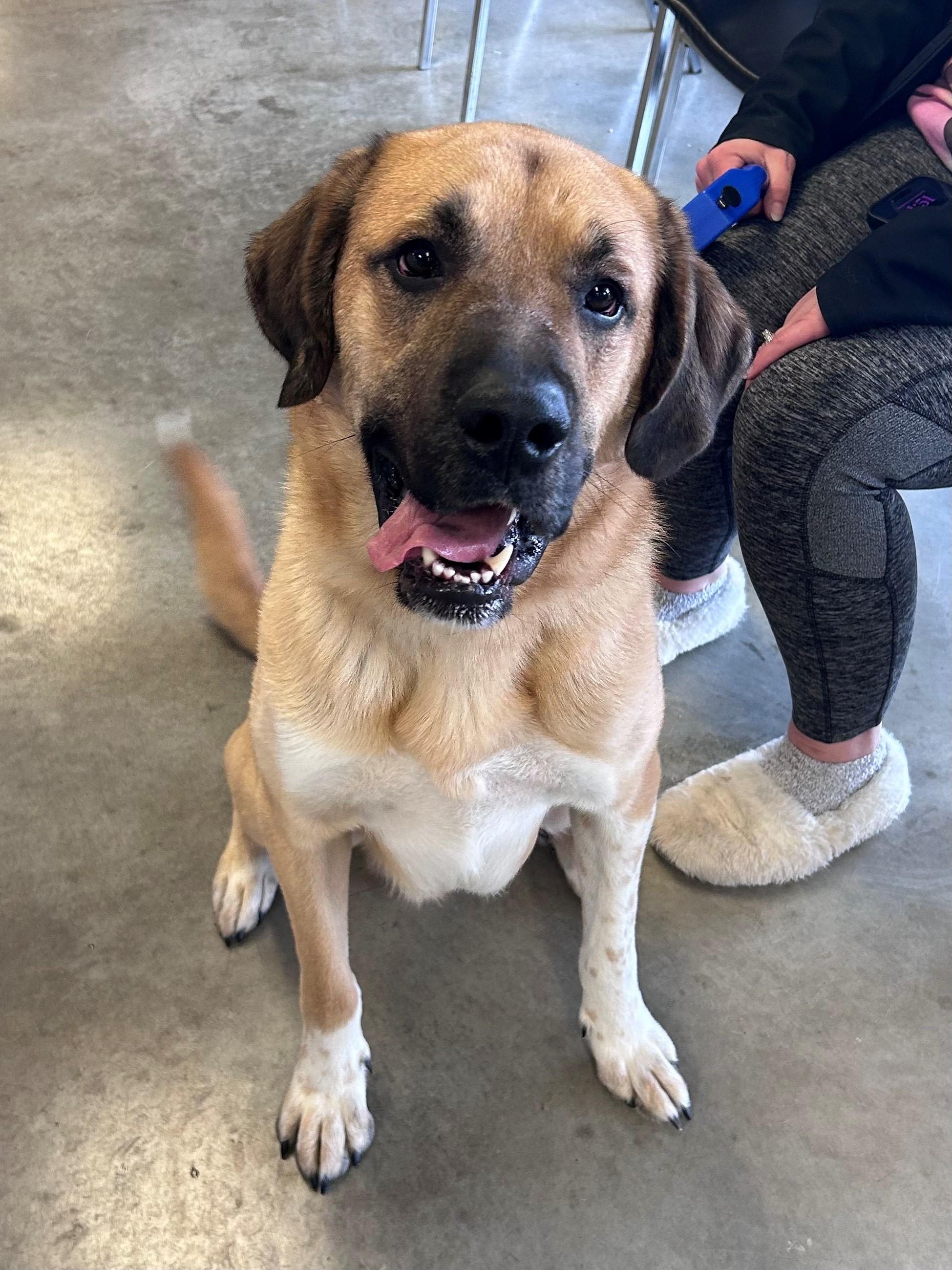 Ozzy, adopted, Adult Male Saint Bernard.