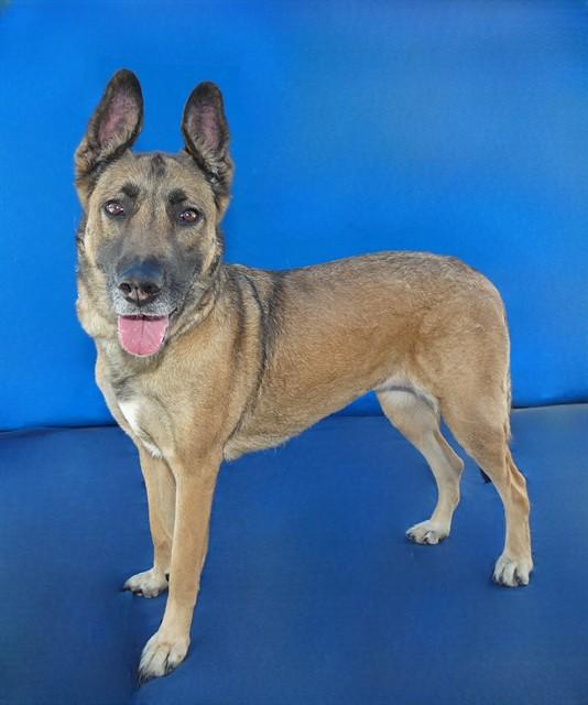 ROSIE, Adoptable, Adult Female German Shepherd Dog.