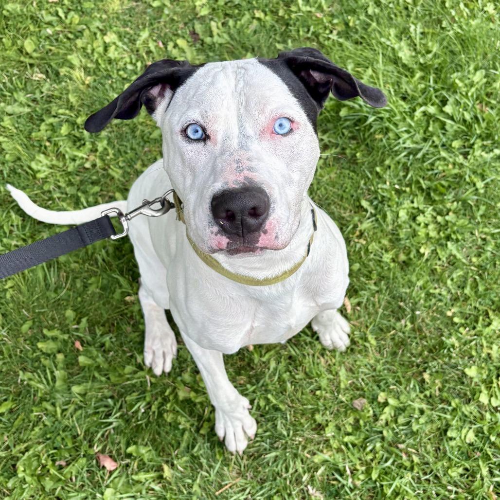 Enlarge Bruno, a Adoptable Pit Bull Terrier in Glenwood Springs, CO image 1/5