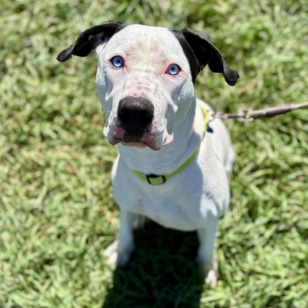Bruno, Adoptable, Young Male Pit Bull Terrier.