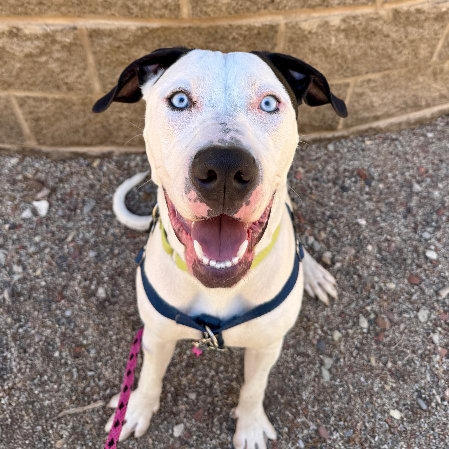 Enlarge Bruno, a Adoptable Pit Bull Terrier in Glenwood Springs, CO image 2/6