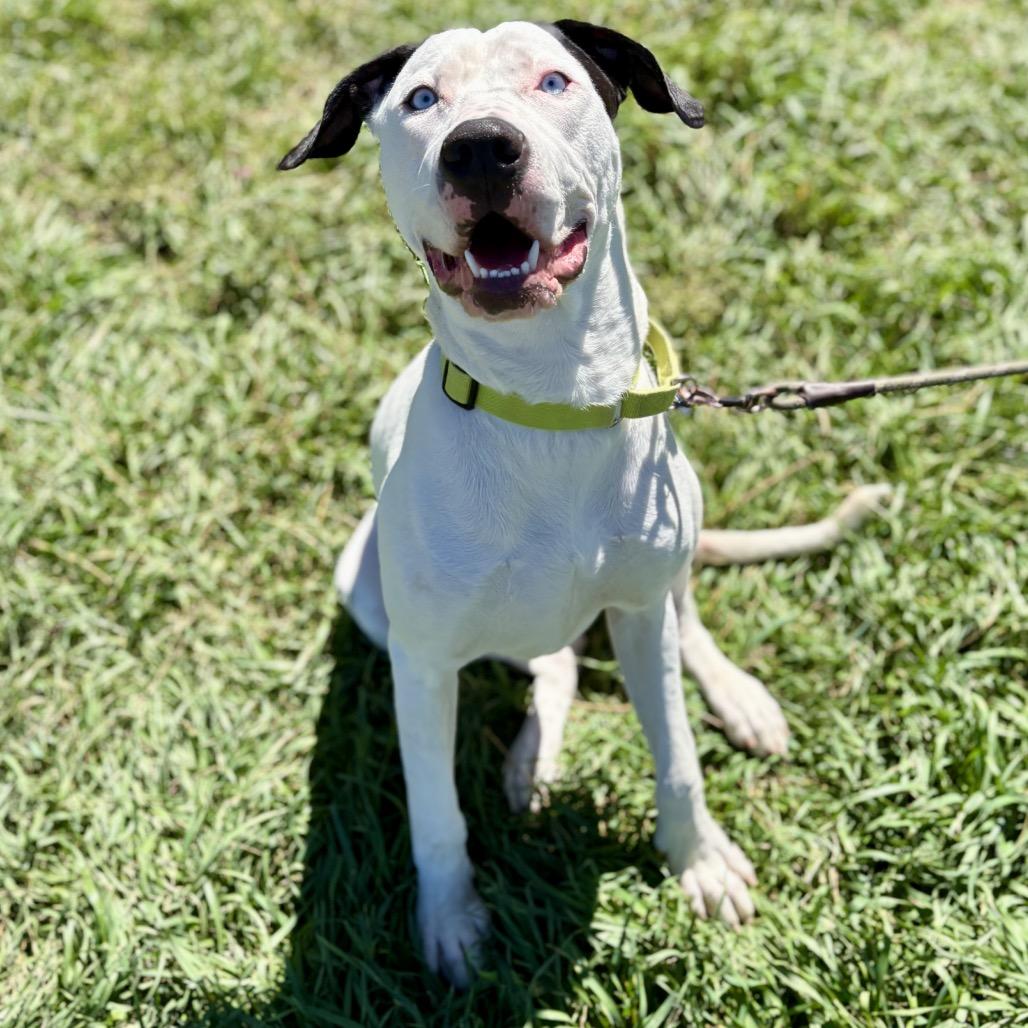 Enlarge Bruno, a Adoptable Pit Bull Terrier in Glenwood Springs, CO image 3/6