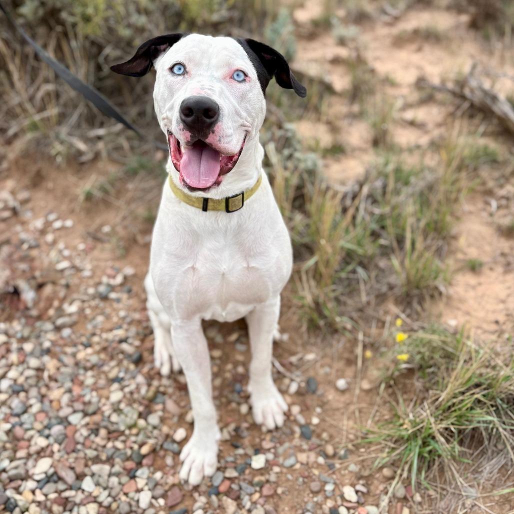 Enlarge Bruno, a Adoptable Pit Bull Terrier in Glenwood Springs, CO image 3/5