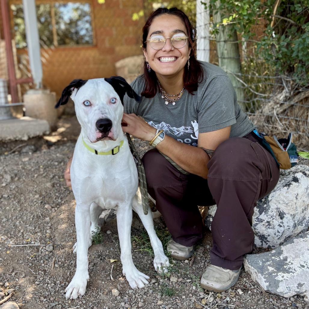 Enlarge Bruno, a Adoptable Pit Bull Terrier in Glenwood Springs, CO image 4/6