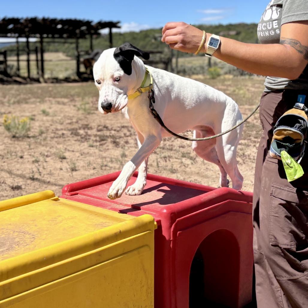 Enlarge Bruno, a Adoptable Pit Bull Terrier in Glenwood Springs, CO image 4/5