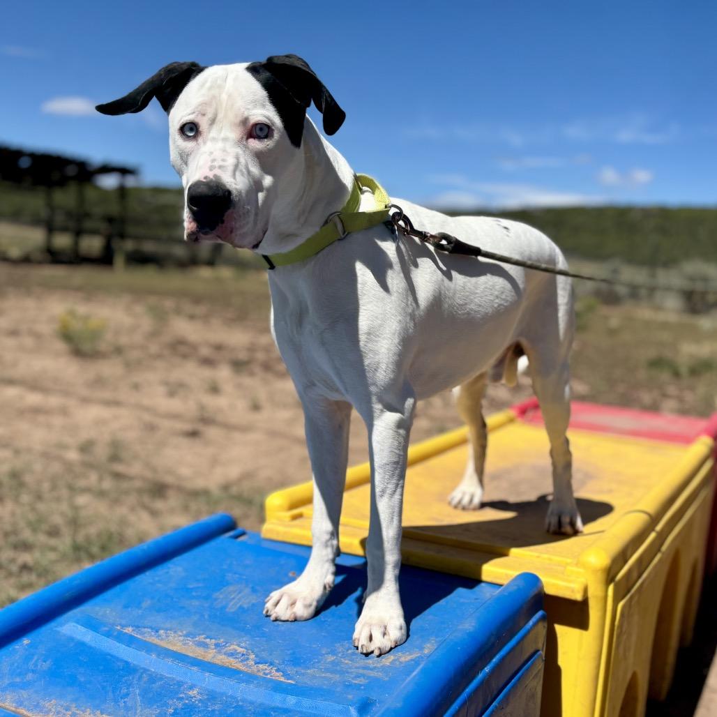 Enlarge Bruno, a Adoptable Pit Bull Terrier in Glenwood Springs, CO image 6/6