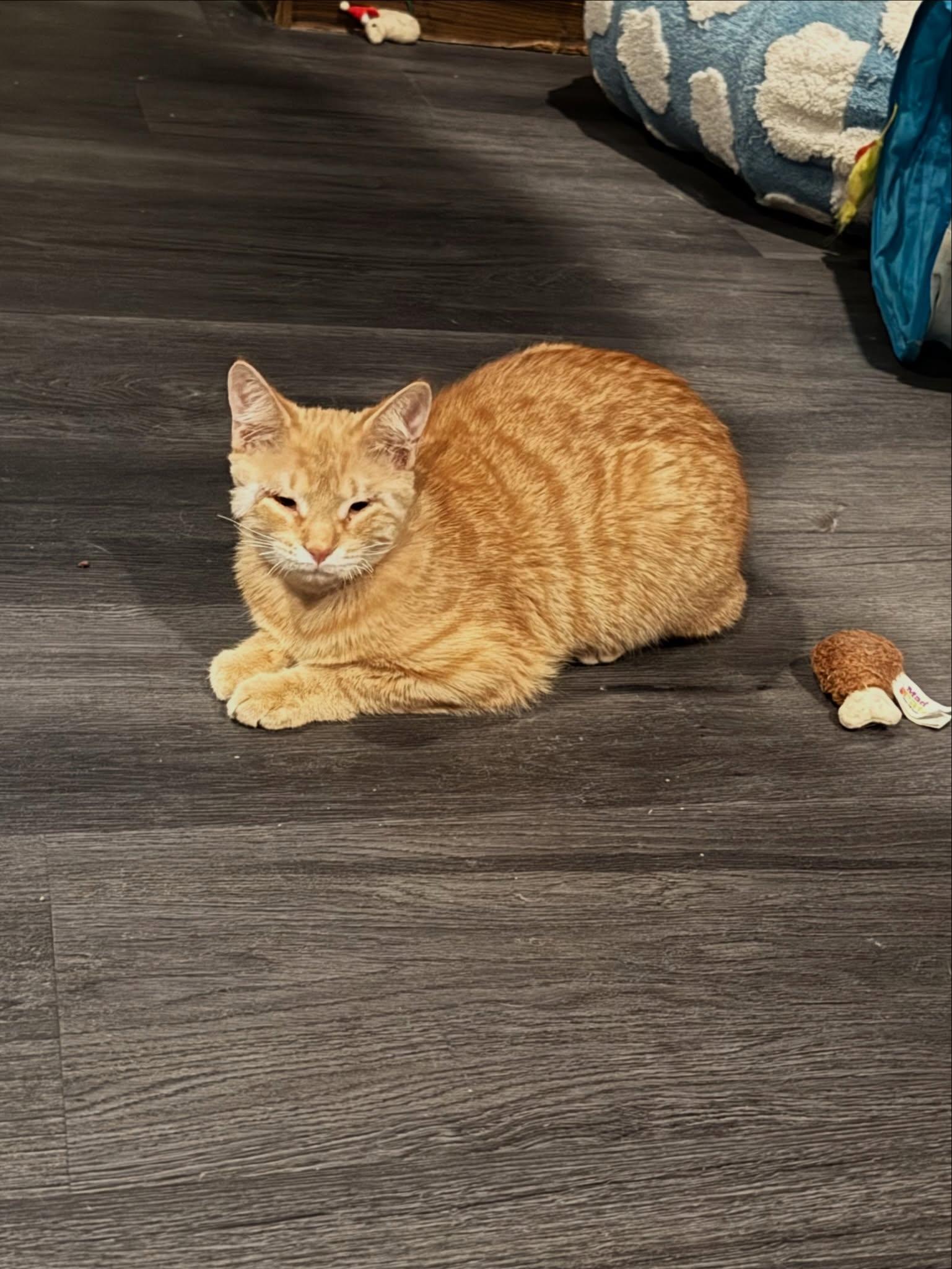 Pistachio , ADOPTABLE, Young Male Domestic Short Hair.