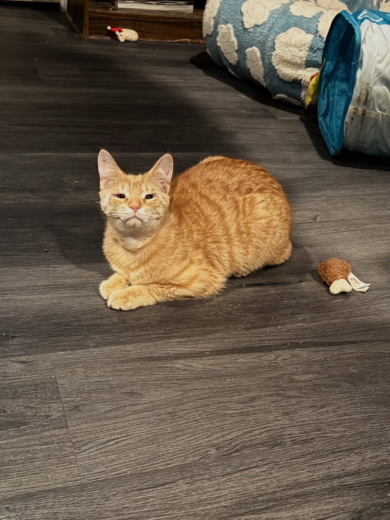 Pistachio , a ADOPTABLE Domestic Short Hair in Rochester, NY image 2/3