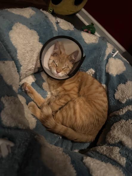 Pistachio , a ADOPTABLE Domestic Short Hair in Rochester, NY image 3/3