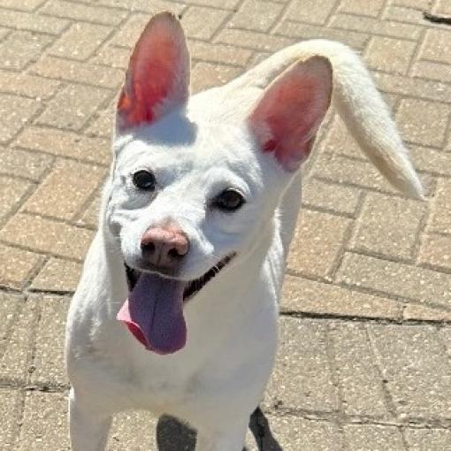 Enlarge ToTo, a Adoptable Terrier in Farmersville, OH image 1/2