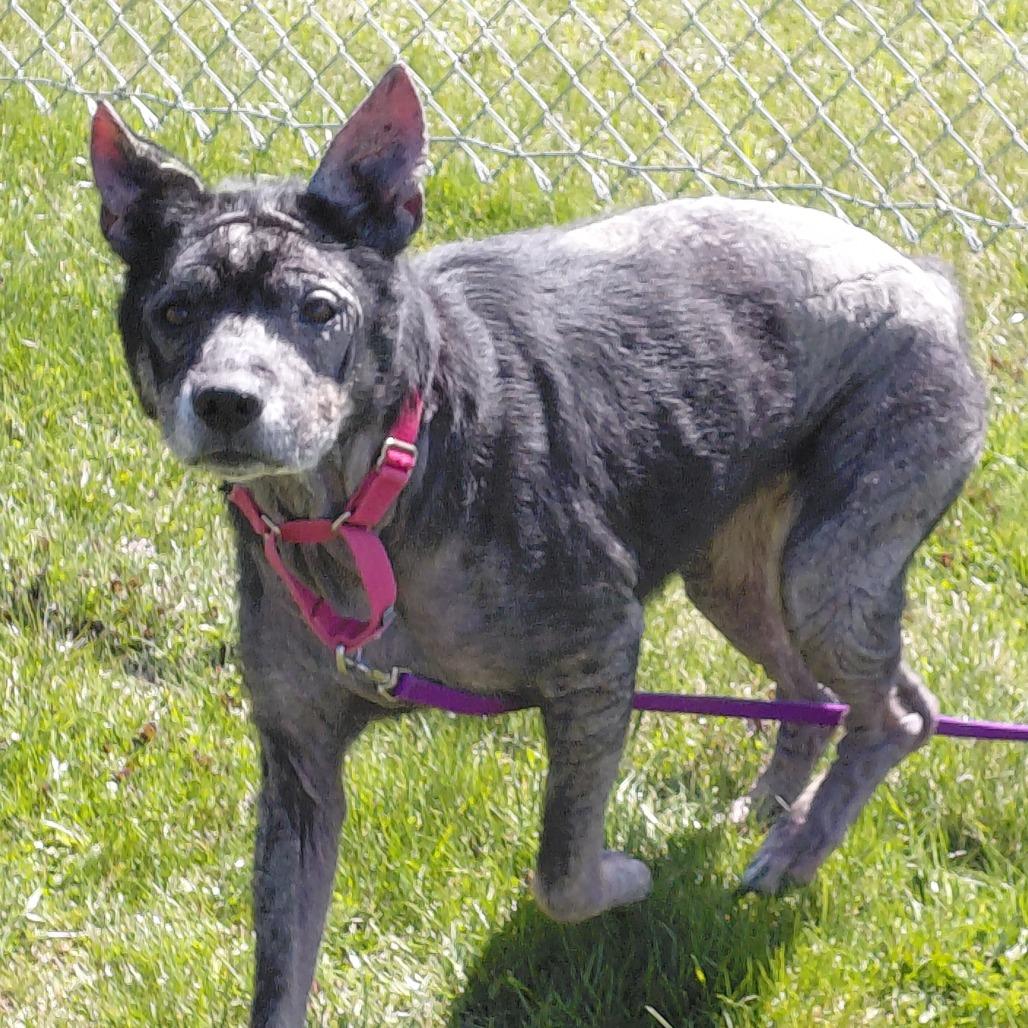 Enlarge Misty, a Adoptable mixed breed in Middlebury, VT image 1/6
