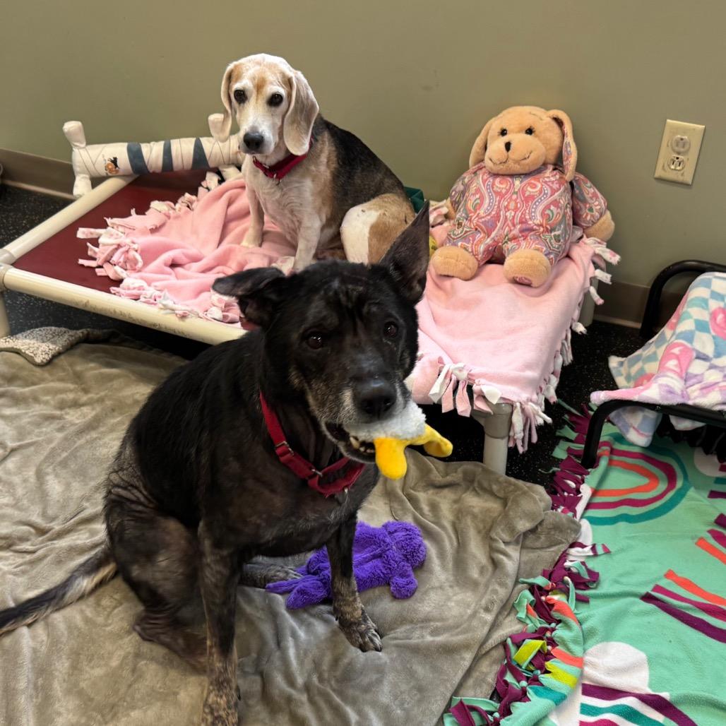 Misty, Adoptable, Senior Female Mixed Breed & Mixed Breed.
