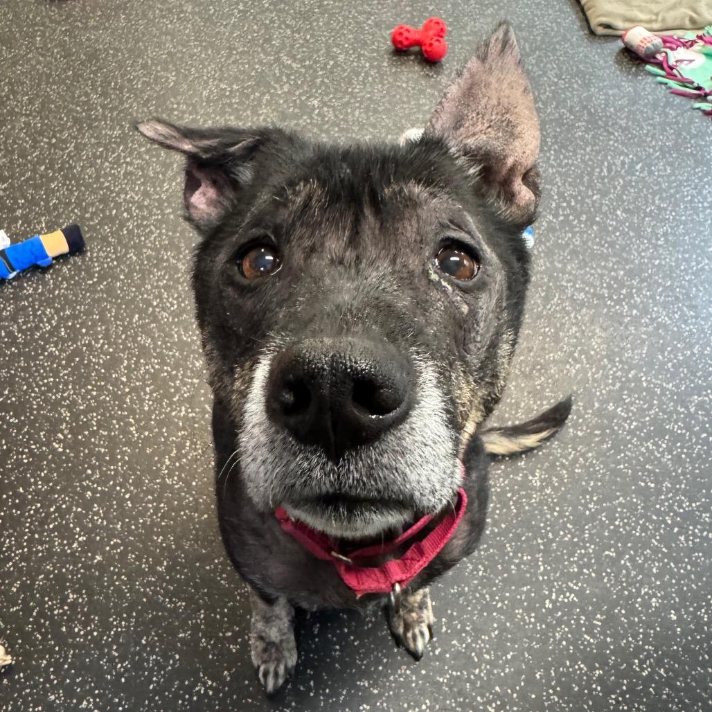 Misty, a Adoptable mixed breed in Middlebury, VT image 2/5