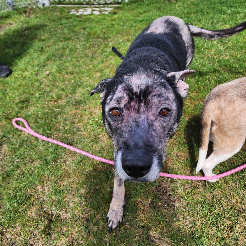 Enlarge Misty, a Adoptable mixed breed in Middlebury, VT image 3/6