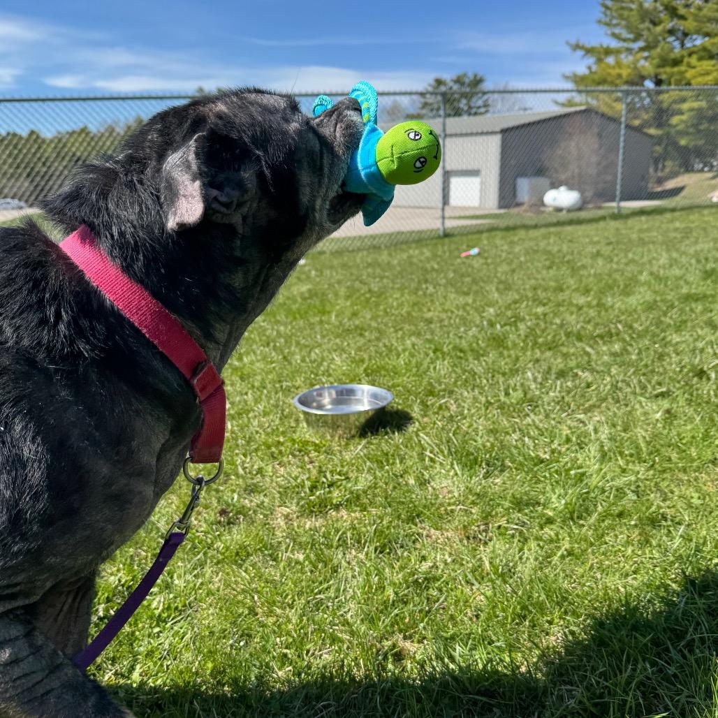 Enlarge Misty, a Adoptable mixed breed in Middlebury, VT image 4/6