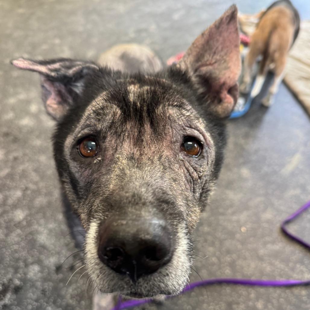 Enlarge Misty, a Adoptable mixed breed in Middlebury, VT image 5/6