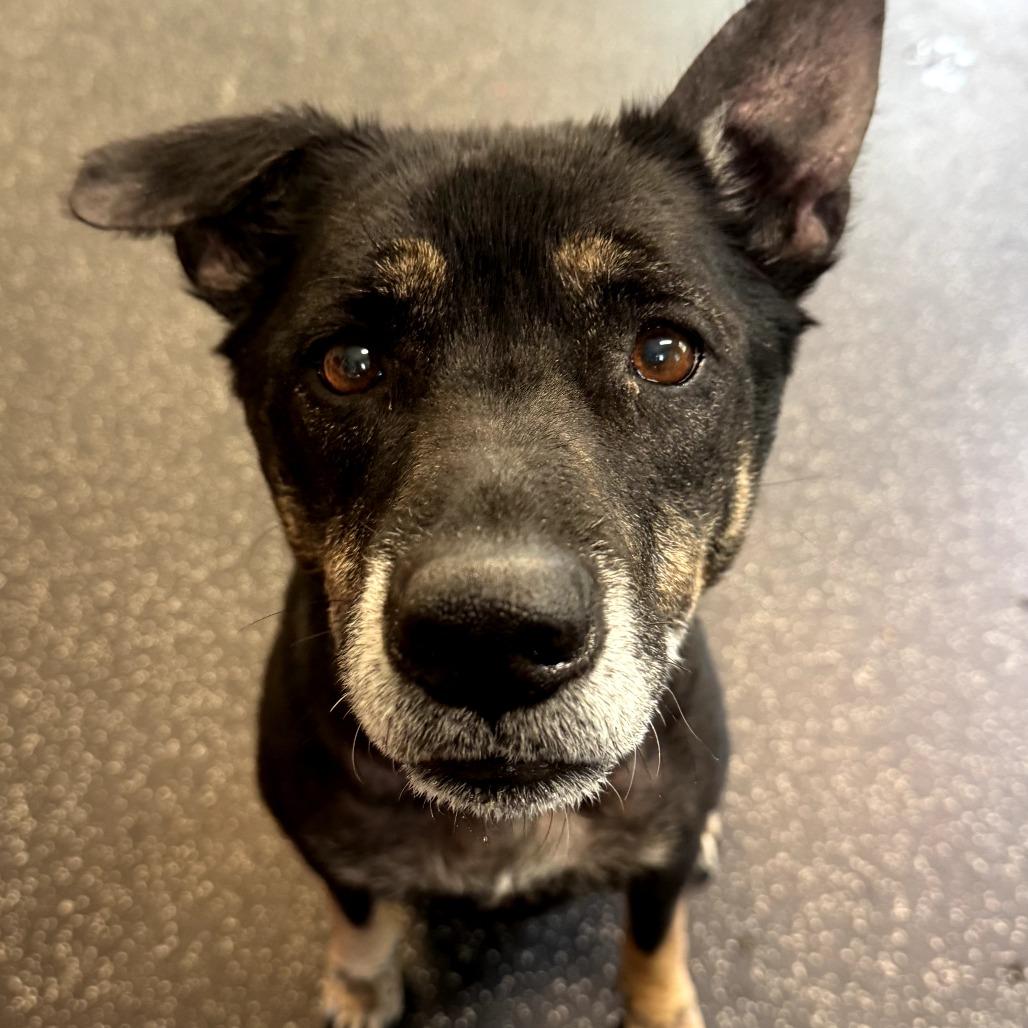 Misty, a Adoptable mixed breed in Middlebury, VT image 5/5